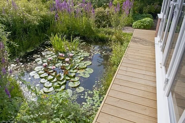 Wildlife garden pond with boardwalk and conservatory, Norfolk, England, August