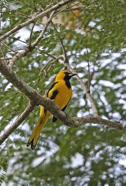 Yellow-tailed Oriole (Icterus mesomelas carrikeri) adult male, perched on branch, Chagres River, Panama, November