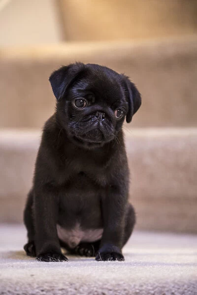 10 week old black Pug puppy sitting on a carpeted stairwell. (PR)