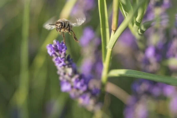 Bee gathering pollen on lavender blooms in Valensole Plain, Provence, Southern France
