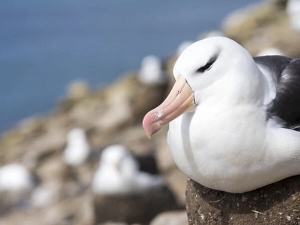 Black-browed Albatross ( Thalassarche melanophris ) or Mollymawk, on tower shaped