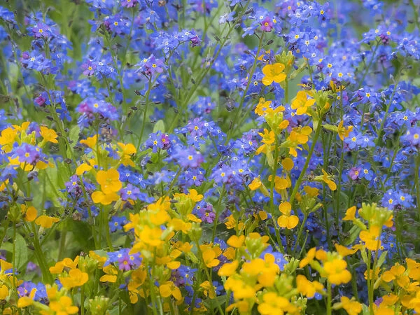 Blue and yellow with forget-me-nots