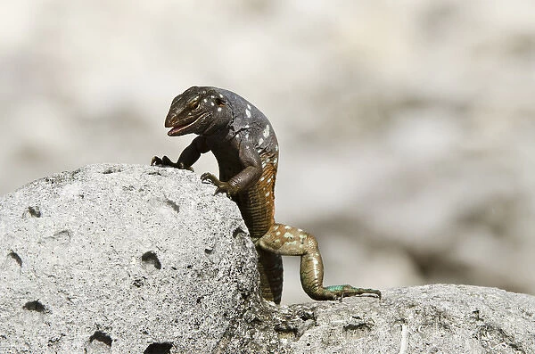 Bonaire Whiptail Lizard (Cnemidophorus murinus ruthveni) Male BONAIRE, Netherlands Antilles