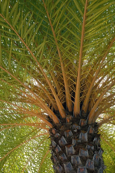 British Virgin Islands, Scrub Island. Palm tree at the Scrub Island Resort, Spa & Marina