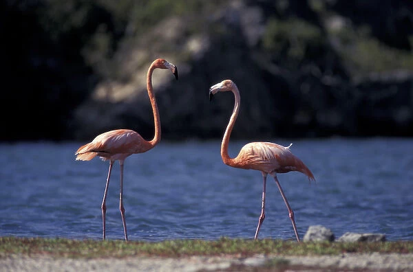 Caribbean, Bonaire, Lake Goto Meer Pink Flamingos