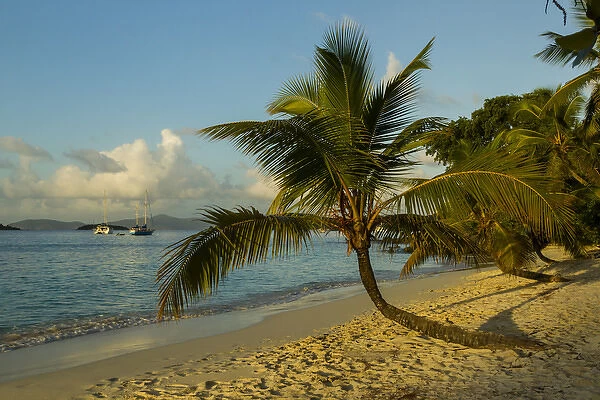 Caribbean, USA Virgin Islands. Beach scenic