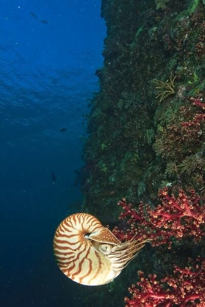 Chambered Nautilus swimming near Gnemelis Dropoff, Palau, Micronesia, Rock Islands