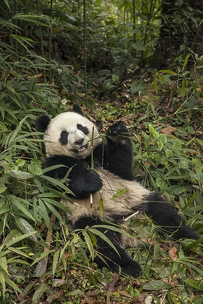 China, Chengdu, Chengdu Panda Base. Young giant panda eating