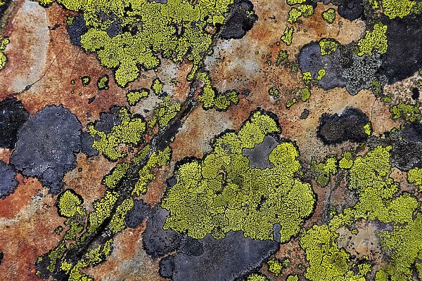 Colorful lichen patterns on rocks along McDonald Creek in Glacier National Park, USA