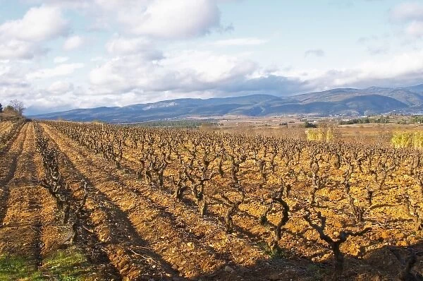 Domaine Jean Baptiste Senat. In Trausse. Minervois. Languedoc. Carignan grape vine variety