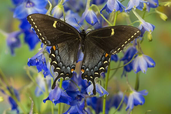 Eastern Tiger Swallowtail, Black Form, Papilio glaucus