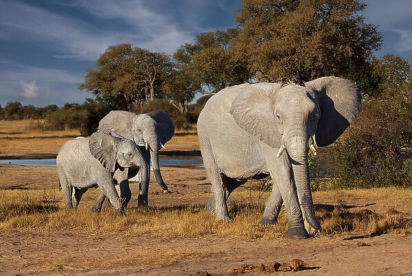 Elephants leaving watering hole. Camelthorn Lodge. Hwange National Park. Zimbabwe