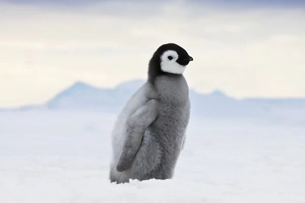 An Emperor Penguin (Aptenodytes forsteri) chick walks on ice, Snow Hill Island, Antarctica