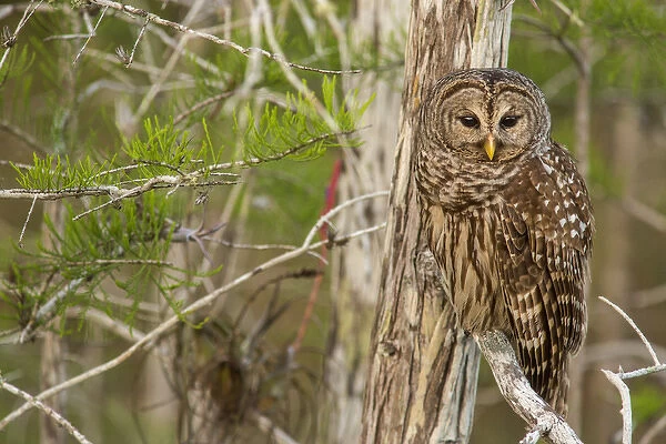 Female barred owl (Strix varia) in Everglades National Park, Florida, USA