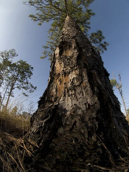 Fire scars on longleaf pine, longleaf pine and wiregrass ecosystem, Apalachicola Bluffs