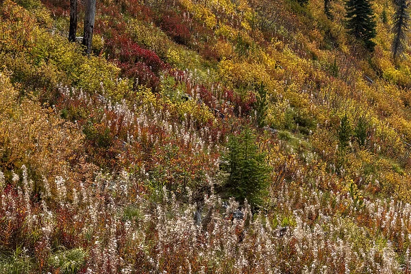 Fireweed and underbrush in autumn hues in the Jewel Basin Hiking Area of the Flathead National Forest, Montana, USA