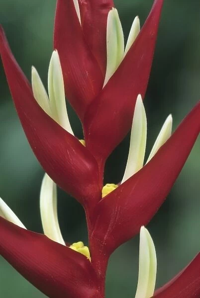 Heliconia, (Heliconia monteverdensis), Costa Rica