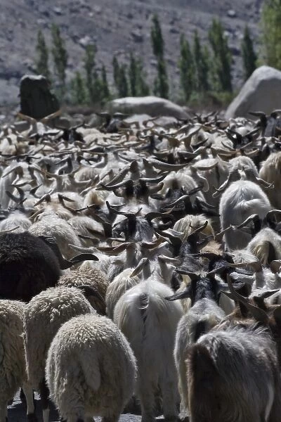 Herding sheep in the Karakorum, Nubra, Ladakh, India