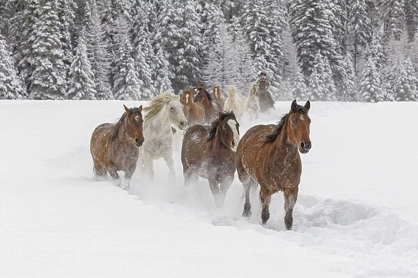 Horses running through fresh snow during roundup, Kalispell, Montana