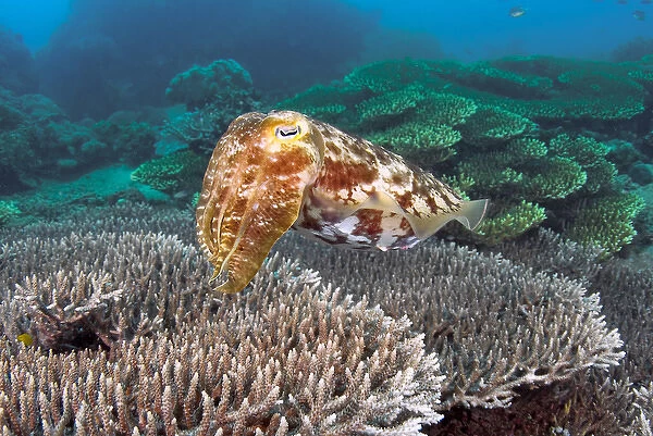 Indonesia, Sulawesi Island, Buyat Bay. A cuttlefish swims over hard coral. Credit as