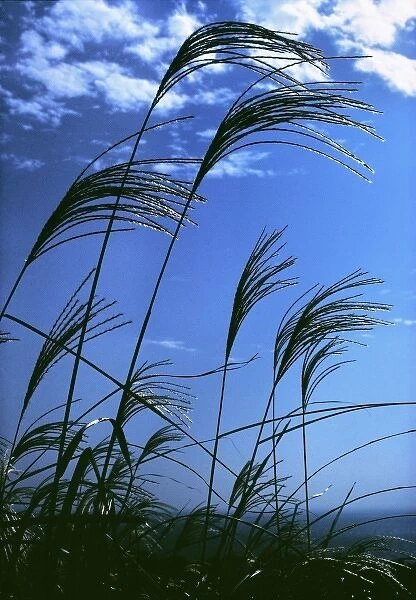 Japan, Honshu, Kanagawa Pref. Fuji-Hakone-Izu NP. Susuki grasses stand tall in the