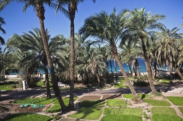 Jordan, Aqaba, Aqaba Beach, Corniche gardens