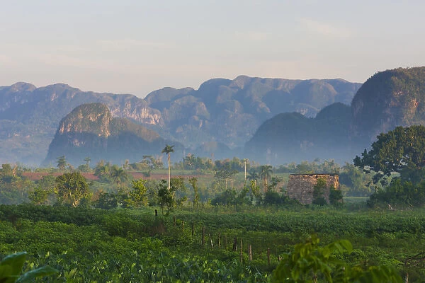 Limestone hill, farming land in morning mist, Vinales Valley, UNESCO World Heritage site