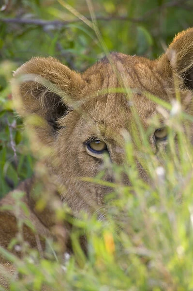 Lion cub in the grass, Masai Mara National Reserve, Kenya