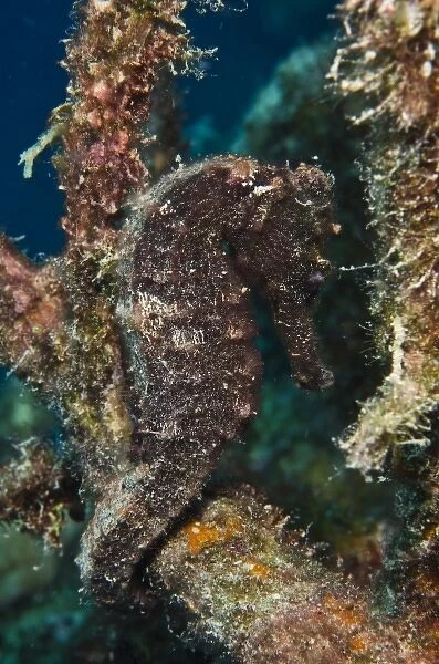 Longsnout Seahorse (Hippocampus reidi), Bonaire, Netherlands Antilles, Caribbean