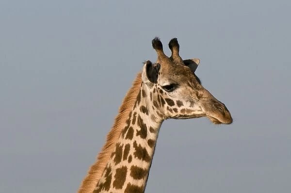 Masai Giraffe (Giraffa camelopardalis), Masai Mara National Reserve, Kenya