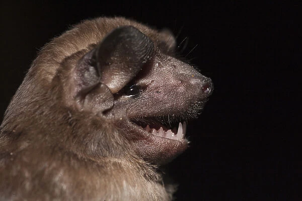 Mastiff Bat (Molossus molossus) CAPTIVE Karanambu Lodge Rupununi