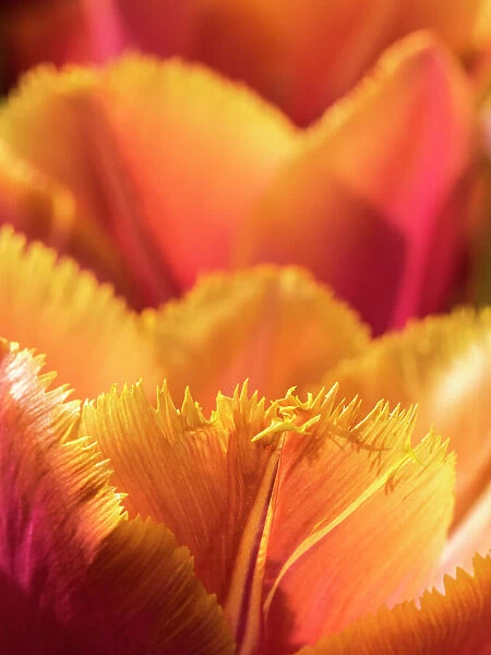 Netherlands, Lisse. Closeup of an orange tulip flower