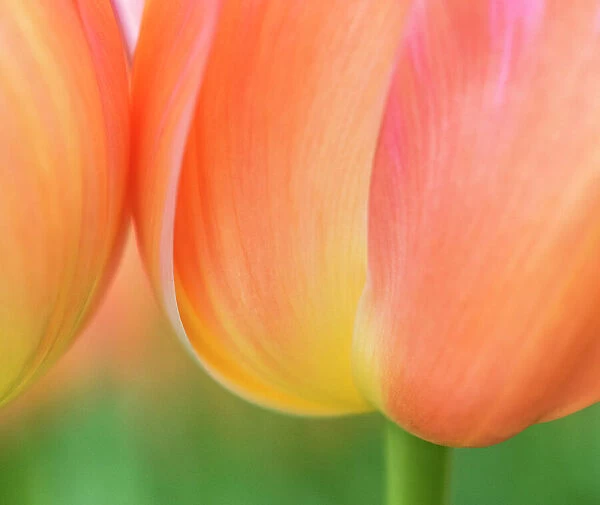 Netherlands, Lisse. Closeup of orange tulips