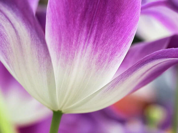 Netherlands, Lisse. Closeup of a purple and white tulip