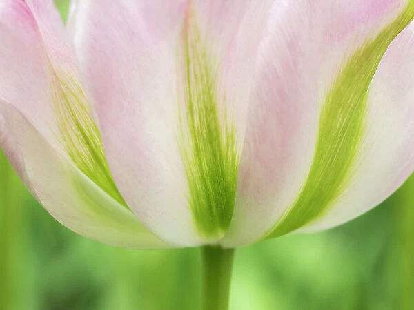 Netherlands, Lisse. Closeup of a soft pink tulip with green streaks