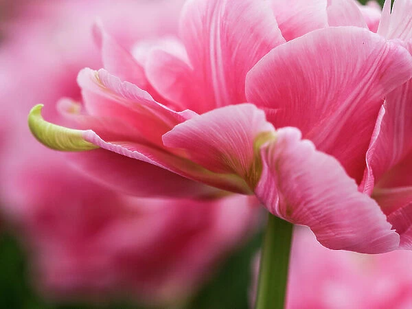Netherlands, Lisse. Closeup of the underside of soft pink tulip flower