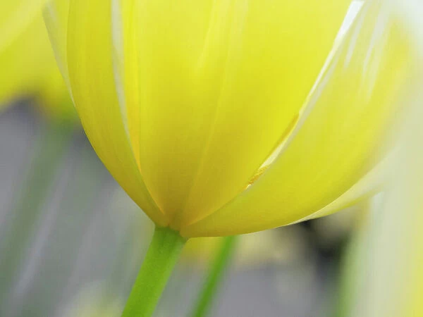 Netherlands, Lisse. Closeup of the underside of a yellow tulip