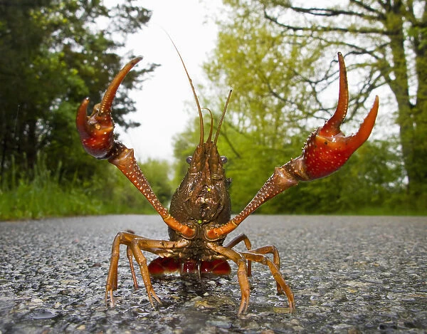 North America, USA, New Jersey, Great Swamp NWR. Rusty Crayfish travelling in the rain