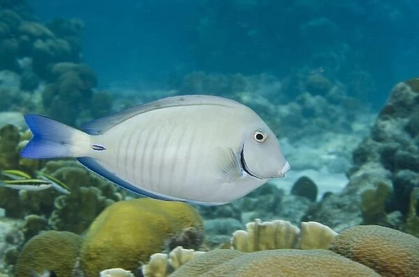 Ocean Surgeonfish (Acanthurus bahianus), Bonaire, Netherlands Antilles, Caribbean