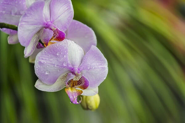 Orchid, Paramaribo, Suriname