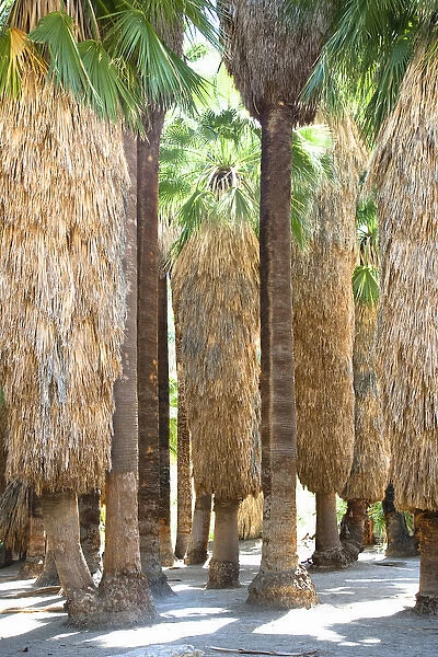 Palm Springs, CA, USA - Image of the trunks of palm trees. Vertical shot