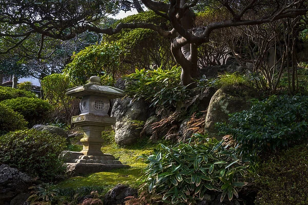 A peaceful garden with Pagoda and old tree