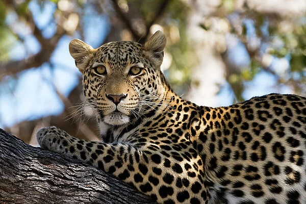 Portrait of a leopard, Panthera pardus, resting on a tree and looking at the camera. Khwai Concession, Okavango Delta, Botswana