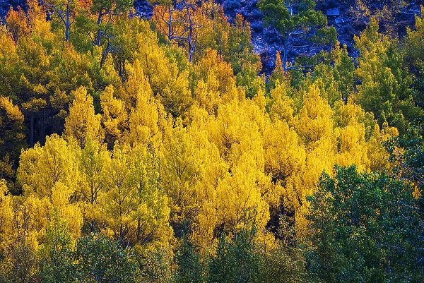 Quaking aspen in full autumn color along Bishop Creek, Inyo National Forest, California USA