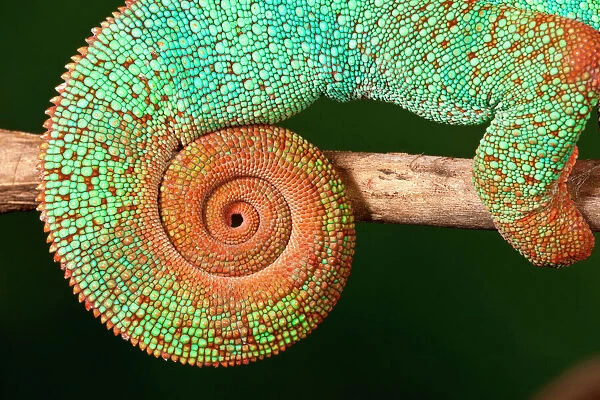 Rainbow Panther Chameleon, Fucifer pardalis, Native to Madagascar
