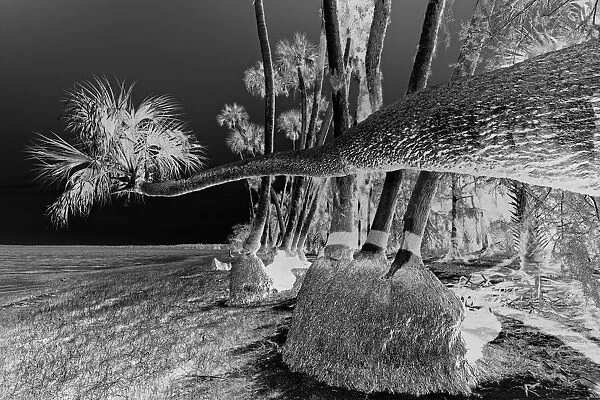 Sable palm tree along shoreline of Harney Lake at sunset, Florida