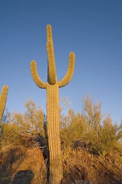 Saguaro cactus, Carnegiea gigantea, at sunset, Signal Hill trail, Saguaro National Park (west)