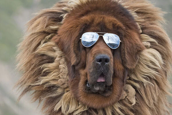 Tibetan Mastiff wearing sun glasses, Tibet, China