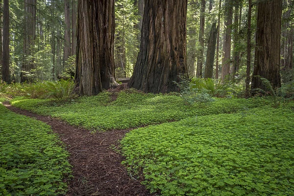 USA, California, Jedediah Smith Redwoods State Park. Redwood trees scenic. Credit as