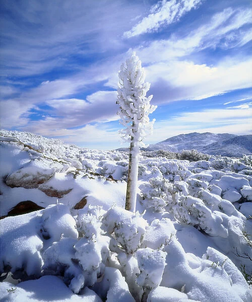USA, California, A snow covererd yucca in Anza Borrego Desert State Park, CA